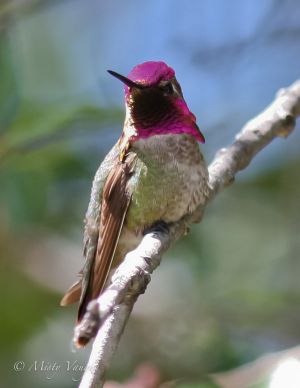  hummingbird.annasIMG_6648.jpg